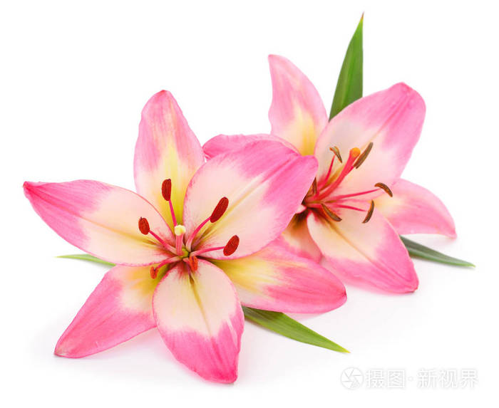 两个粉红色的百合在白色背景下隔离