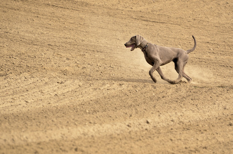 犬只在行动