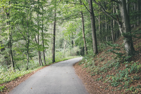 乡村森林与树木的夏季简单的乡村砾石路