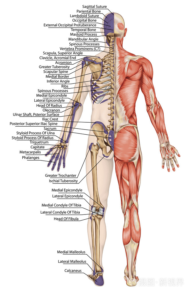 解剖人体 人体骨骼 解剖人体骨骼系统 身体表面轮廓及明显骨突起的树干和上 下肢 后部全身照片 正版商用图片0bdhts 摄图新视界