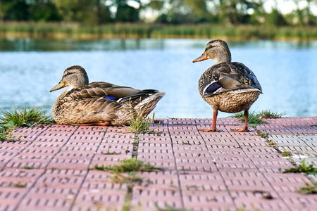 俄罗斯温暖夏日傍晚池塘码头一对野鸭