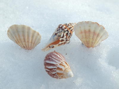 cockleshells 和雪