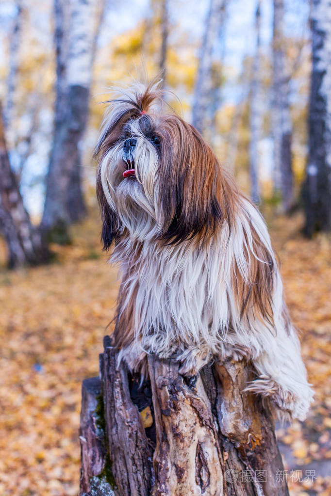 石慈犬望向远方