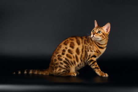 重新坐重新打开黑色的孟加拉猫照片