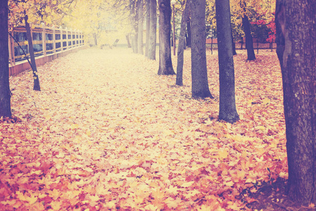 树叶在秋天的公园