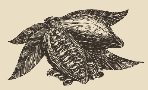 手绘可可树照片