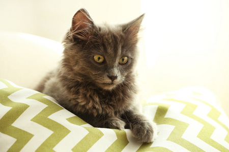 可爱的灰色小猫，在家里的沙发上