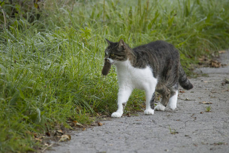 猫在老鼠狩猎之后在嘴里运载一只死的老鼠