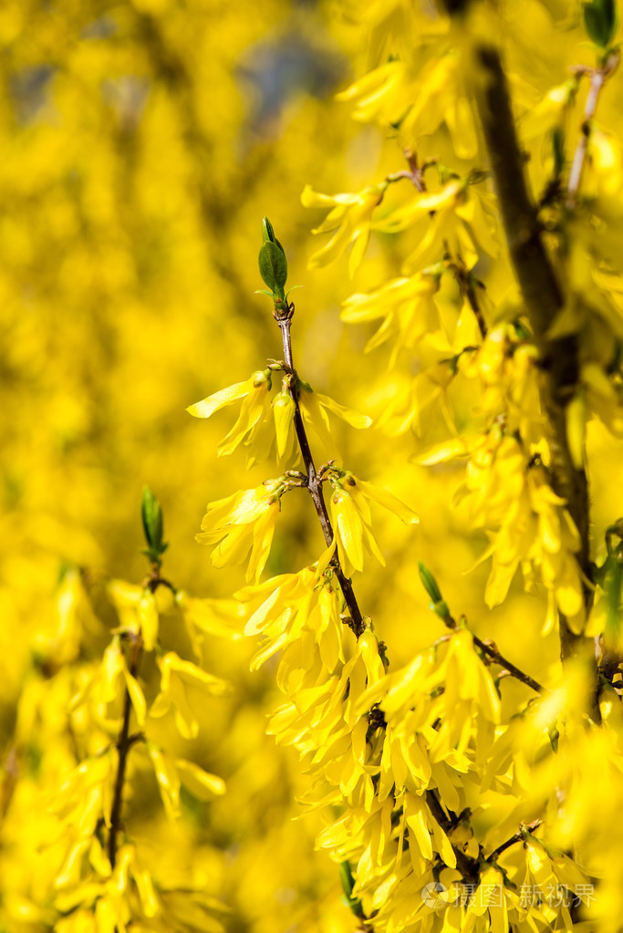 在绿色的黄色春天的花朵
