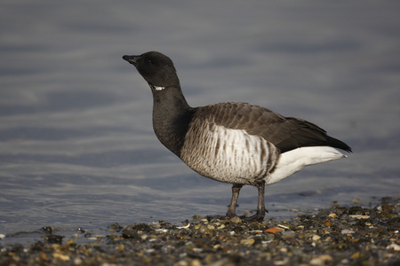 黑雁鹅，branta bernicla hrota