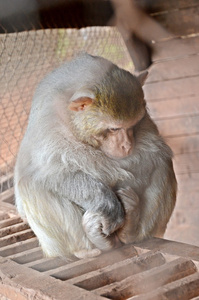 悲伤的猴子坐在室外图片