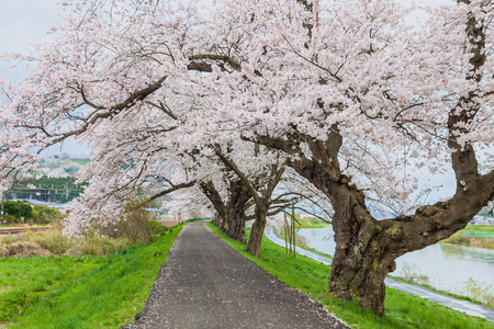 日本樱花绽放路径图片