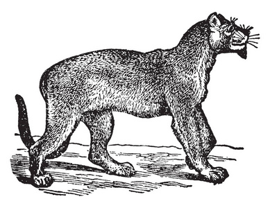 美洲狮或孤立的美洲狮图片