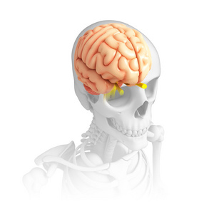 人类的大脑解剖