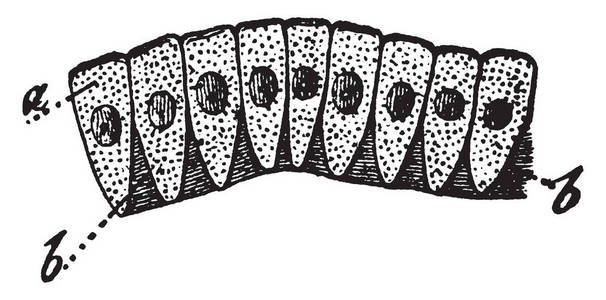 上皮细胞柱状上皮是各种简单的上皮细胞有一个棱镜形状, 复古线条画或