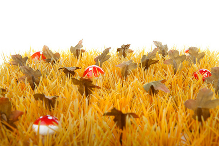 秋草与小蘑菇图片