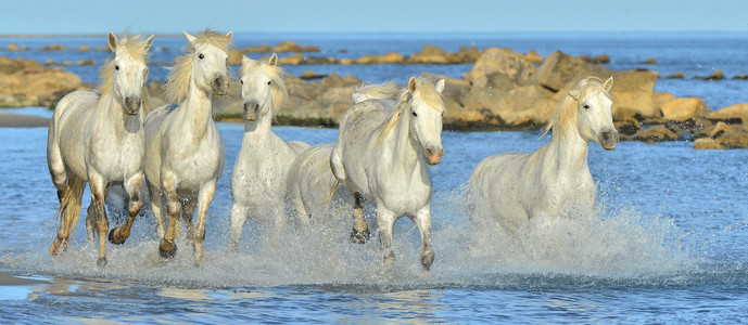 白马群白色马通过水运行群马在日落时运行运行的三个马驰骋运行白马