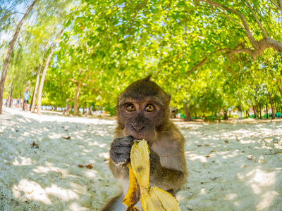 在甲米的波达海滩上的猴子照片