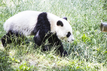 美丽的繁殖熊猫图片