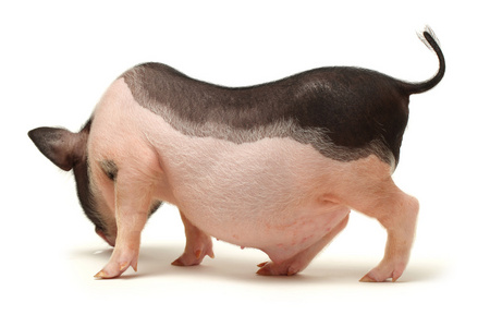 腊猪耳图片