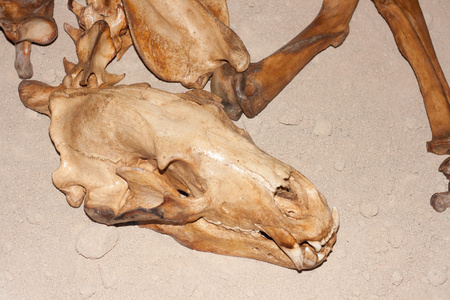 熊的骨架.照片