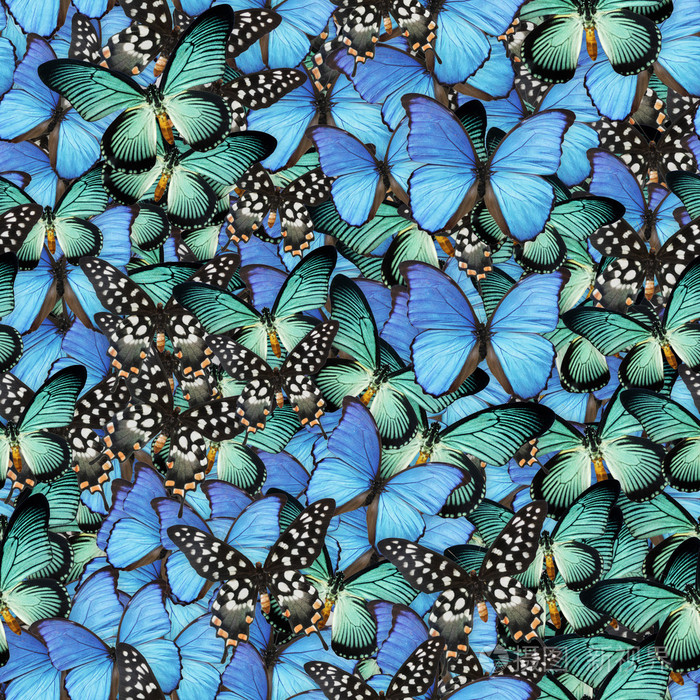 蝴蝶无缝纹理平铺照片-正版商用图片0be1xl-摄图新视界