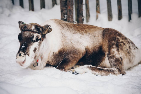 在雪冬季的一个农场的驯鹿。芬兰拉普兰