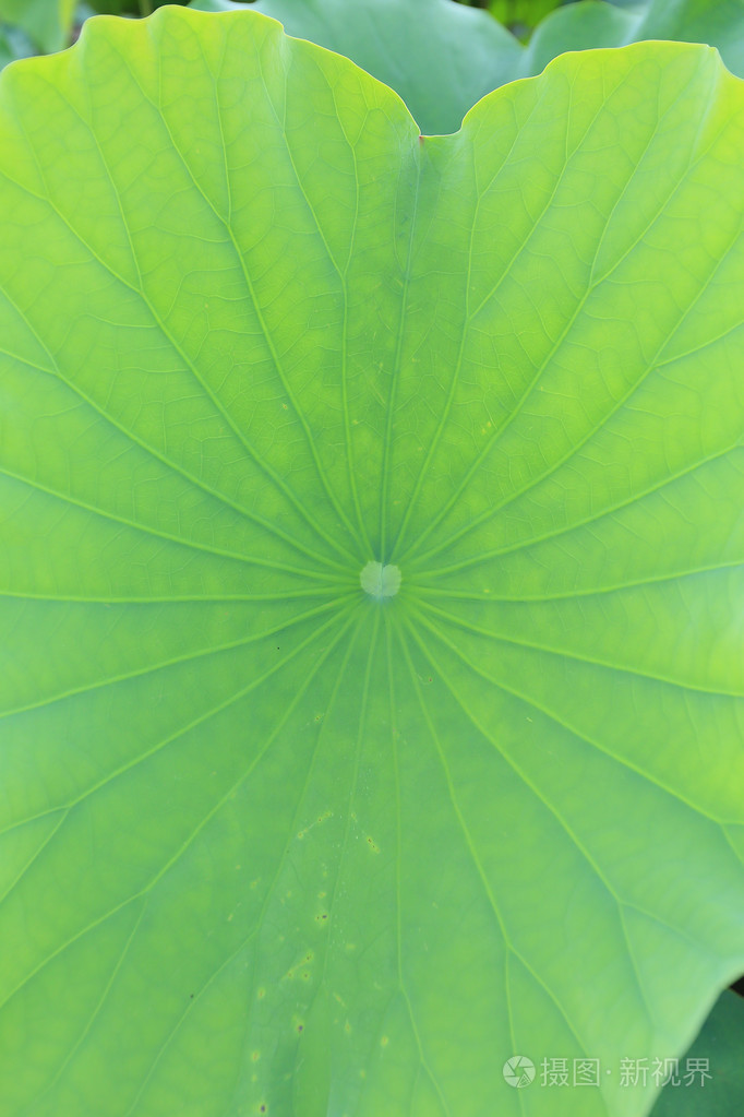 绿色荷叶