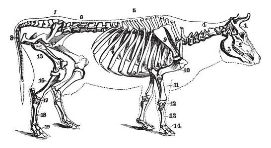 男孩身体解剖矢量插图.人体骨骼,循环系统,神经系统和消化系统.