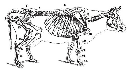 牛的全身骨骼图解图片