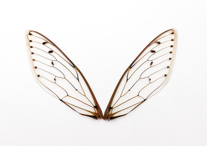 蝉亚目蝉的翅膀照片