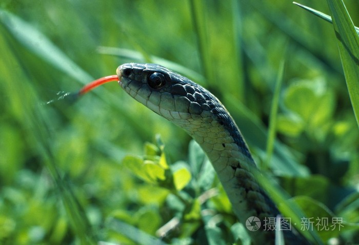 东部的束带蛇在草丛中的特写镜头