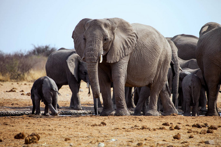 非洲象, 非洲象属基利坎贝尔万盖国家公园, Zimbawe