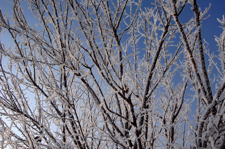 在冬天的白雪树