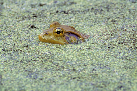 浮萍的牛蛙头图片