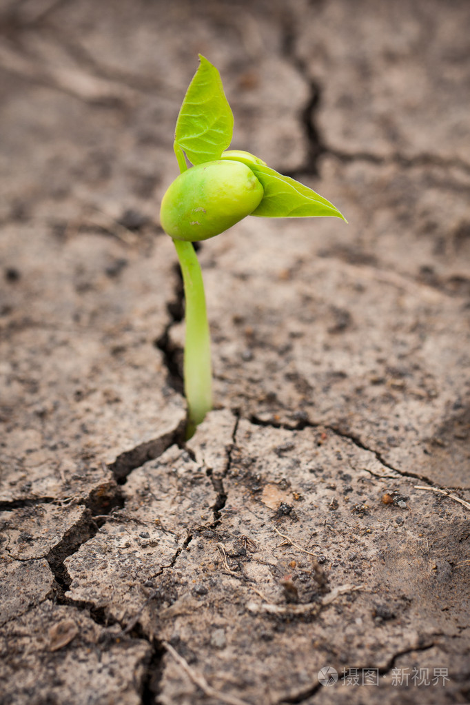 从种子成长的绿苗