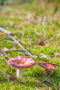 棕色蘑菇在秋季森林特写