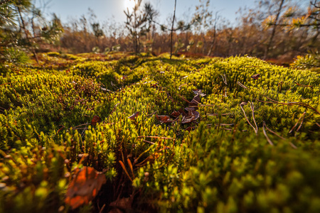 秋天的苔藓特写自然背景