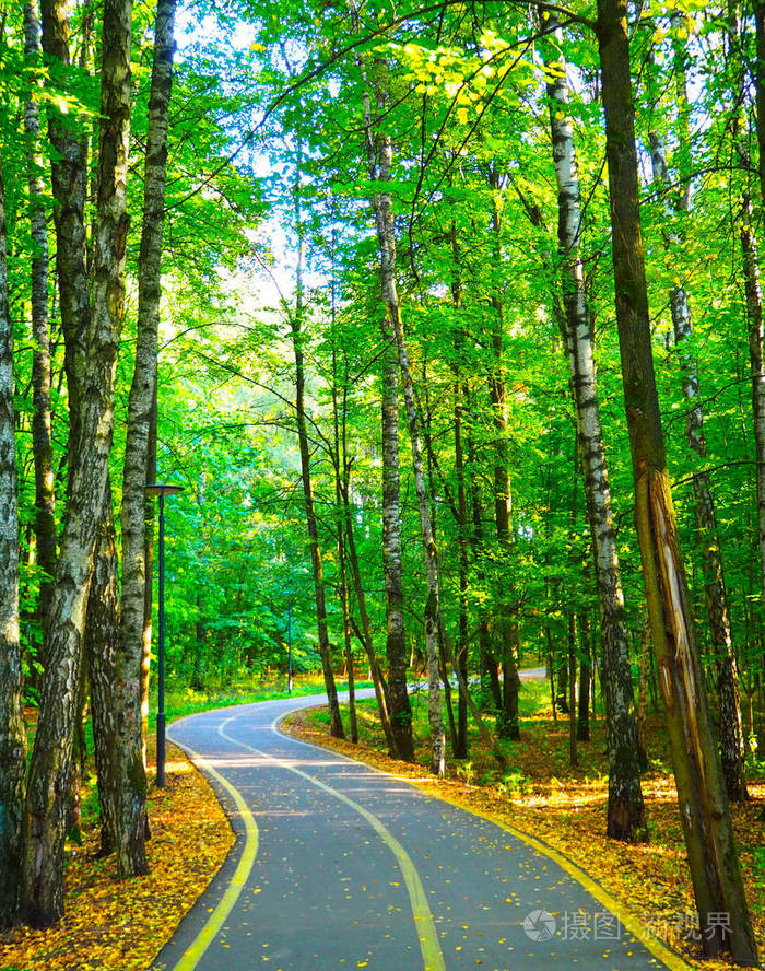 美丽的秋天森林里蜿蜒的路
