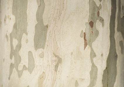 在白色背景上的枫树纹理。独特的木材品种