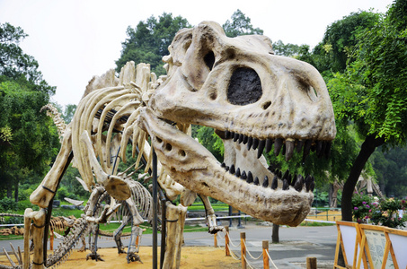 t恤照片,光纤动画片恐龙化石被隔绝在白色背景恐龙化石,鸡蛋,骨头骨架