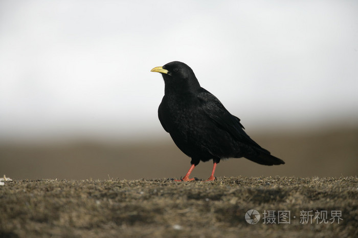 高山红嘴山鸦或黄嘴红嘴山鸦 pyrrhocorax graculus