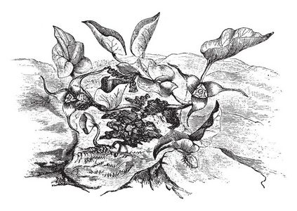 它们是常青树, 叶子形状像心脏, 复古线条画或雕刻插图照片