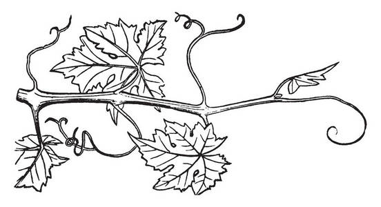 从葡萄藤的树枝复古线条画或雕刻插图中生长的细长木本芽