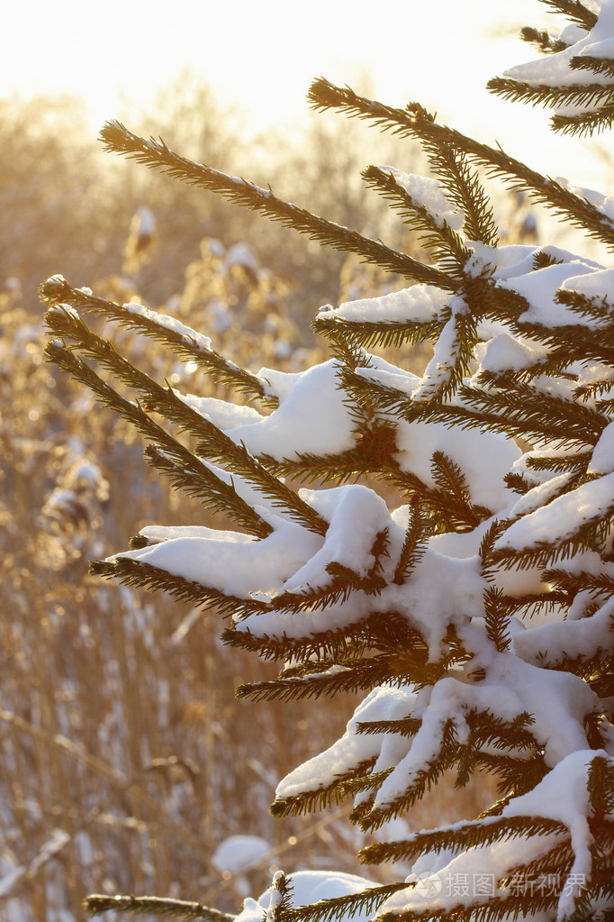 雪在阳光明媚的冬日下的冷杉