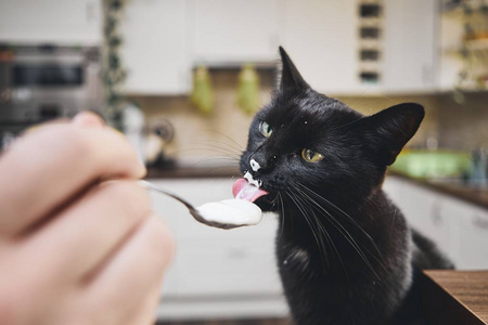 黑猫舔酸奶从勺子他的宠物主人在家里厨房