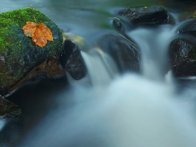 梯级小山间溪流，水运行在长满苔藓的砂岩石块和气泡在乳白色水位上创建。缤纷的落叶从枫木或阿斯彭树上石头入水