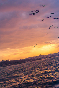 在土耳其伊斯坦布尔的天空中飞翔的海鸥
