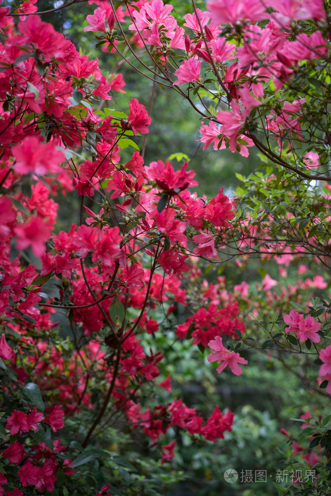 红色和粉红色的杜鹃花丛盛开在春天