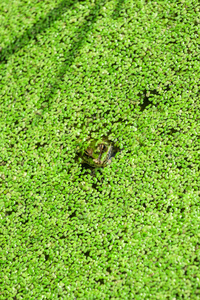 其中浮萍的池塘里的青蛙